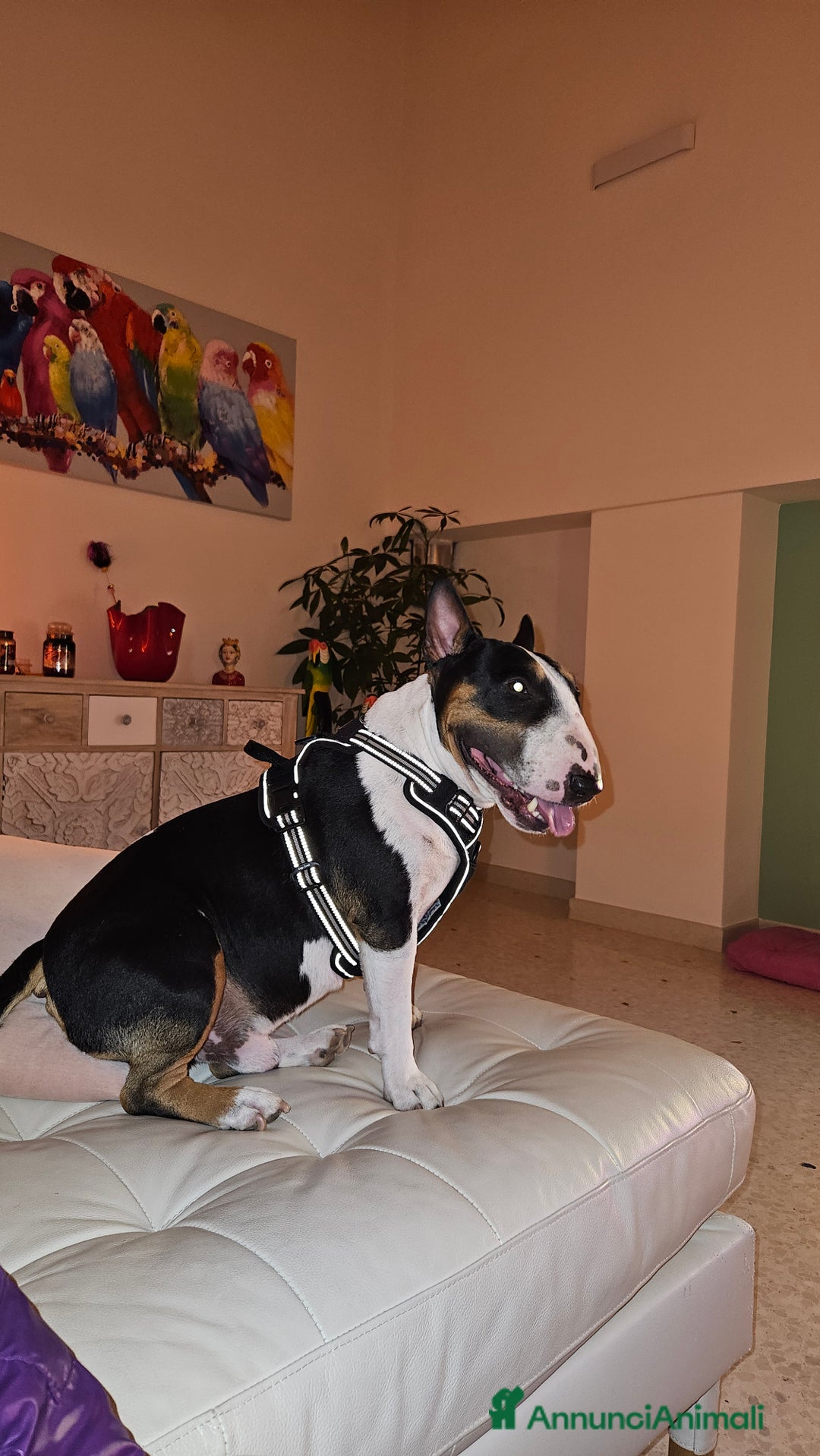 Bull Terrier Mini cani per accoppiamento: Maschio Bull terrier miniature tricolor per monta - Annuncio 1