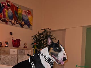 Bull Terrier Mini cani Maschio Bull terrier miniature tricolor per monta - Annuncio 1