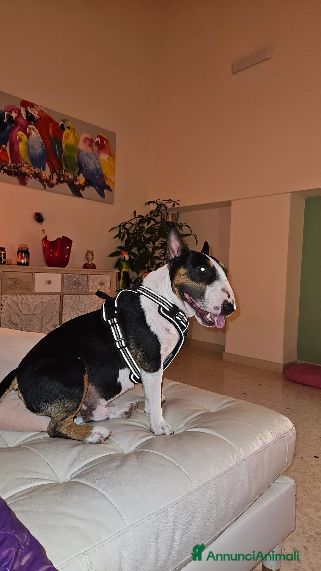 Bull Terrier Mini cani per accoppiamento: Maschio Bull terrier miniature tricolor per monta - Annuncio 1