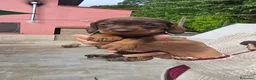 Bassotto cani in vendita: Bassotte pelo ruvido  - Annuncio 2