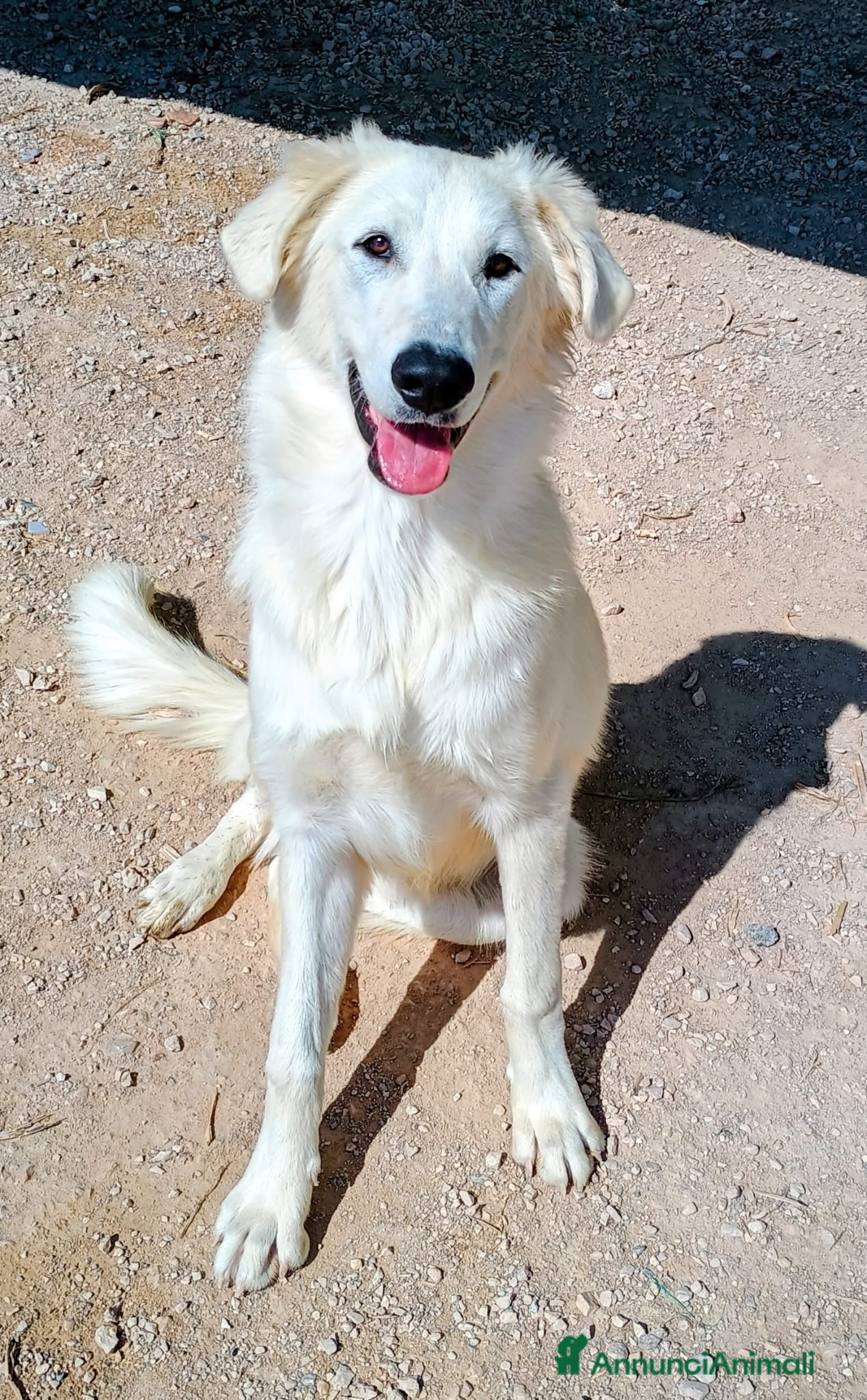 Meticcio cani Kobe  - Annuncio 24