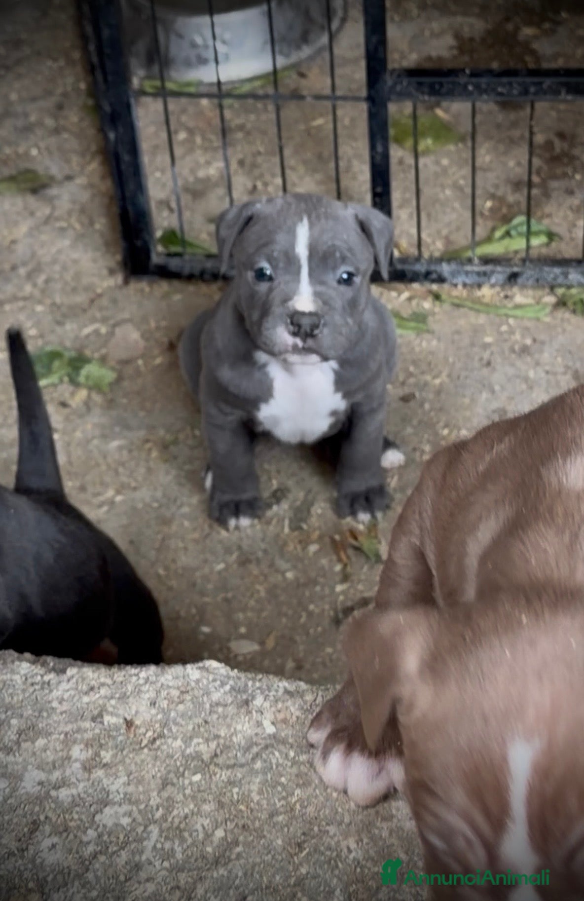 Pitbull cani Cuccioli American Pitbull - pronti a 2,5 mesi - Annuncio 2