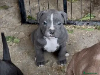 Pitbull cani Cuccioli American Pitbull - pronti a 2,5 mesi - Annuncio 1