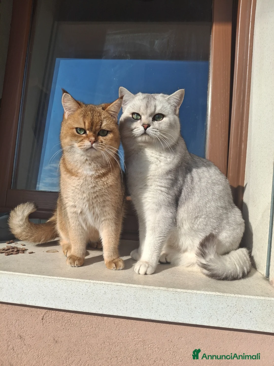 Scottish gatti in vendita: Gattini Scottish  - Annuncio 2