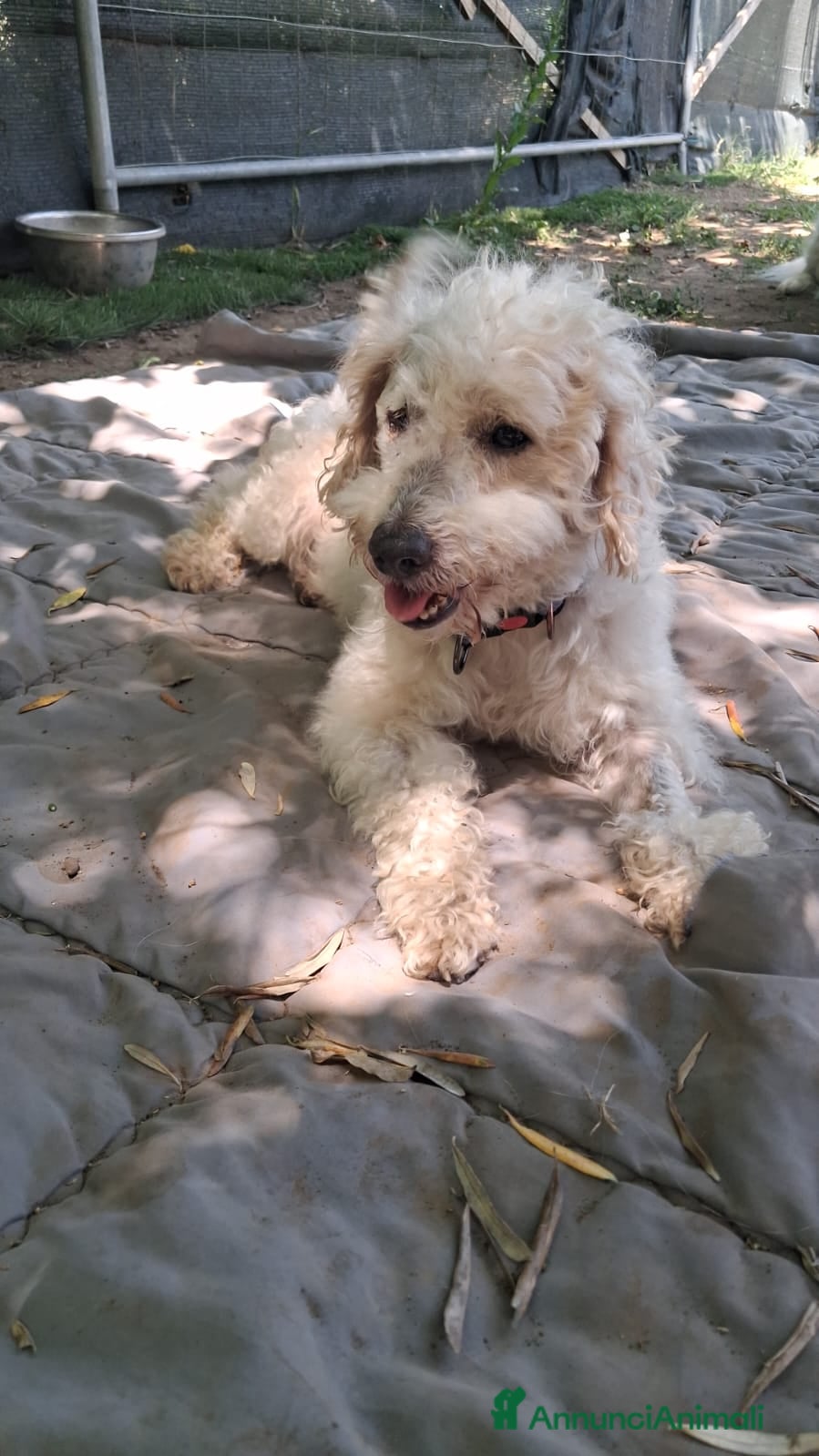 Barboncino cani BARBONCINO AGE' - Annuncio 26