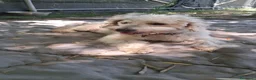 Barboncino cani in regalo: BARBONCINO AGE' - Annuncio 1