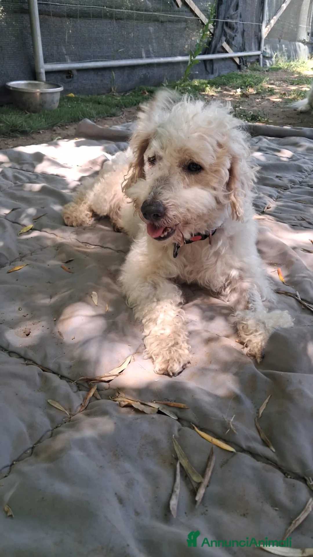 Barboncino cani in regalo: BARBONCINO AGE' - Annuncio 1