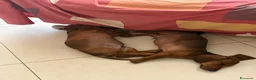 Bassotto cani in vendita: cuccioli di bassotto nano a pelo corto  a Provincia di Lecce - Annuncio 6