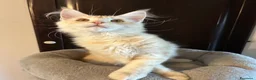 Maine Coon gatti in vendita: Maine Coon  - Annuncio 5