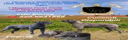 Cane Corso cani in vendita: Cane Corso cucciola - Annuncio 2