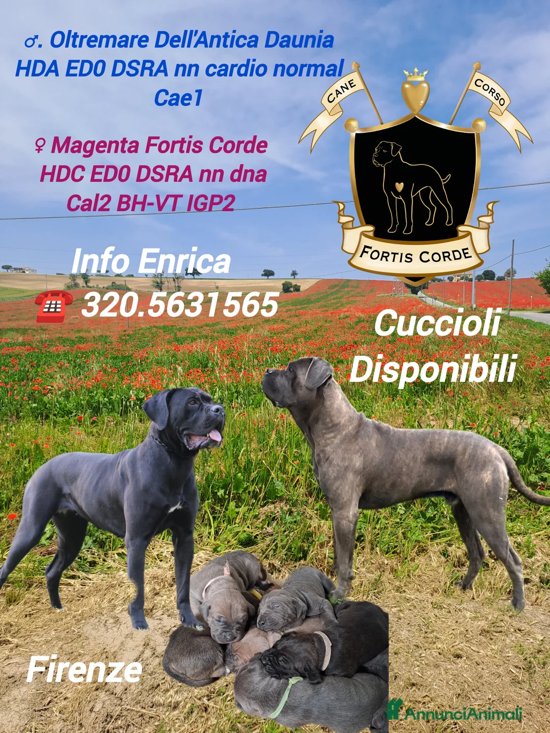 Cane Corso cani in vendita: Cane Corso cucciola - Annuncio 2