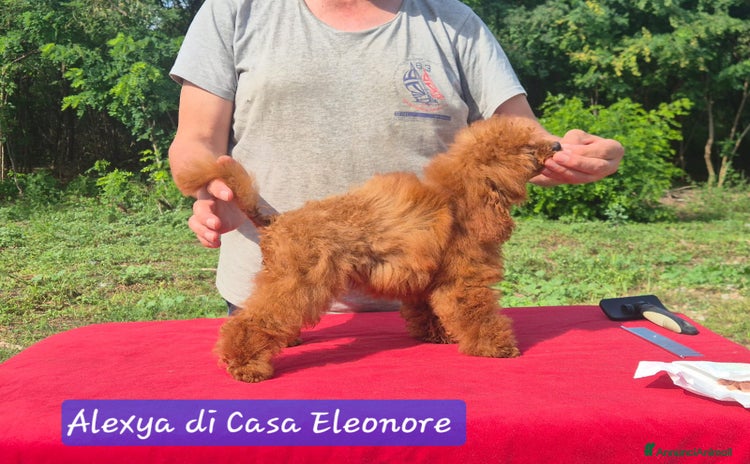 Barboncino Toy cani - Annuncio 2