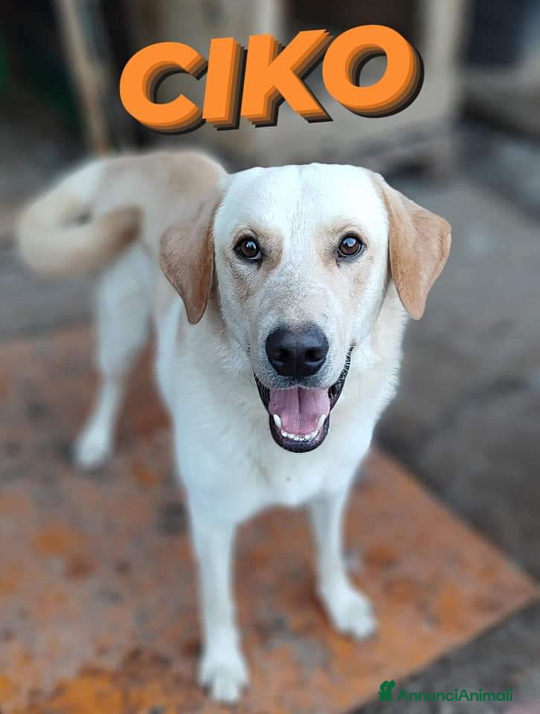 Labrador cani in regalo: Una famiglia per Ciko  a Provincia di Savona - Immagine 7