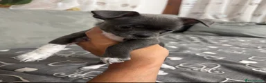 Chihuahua 3