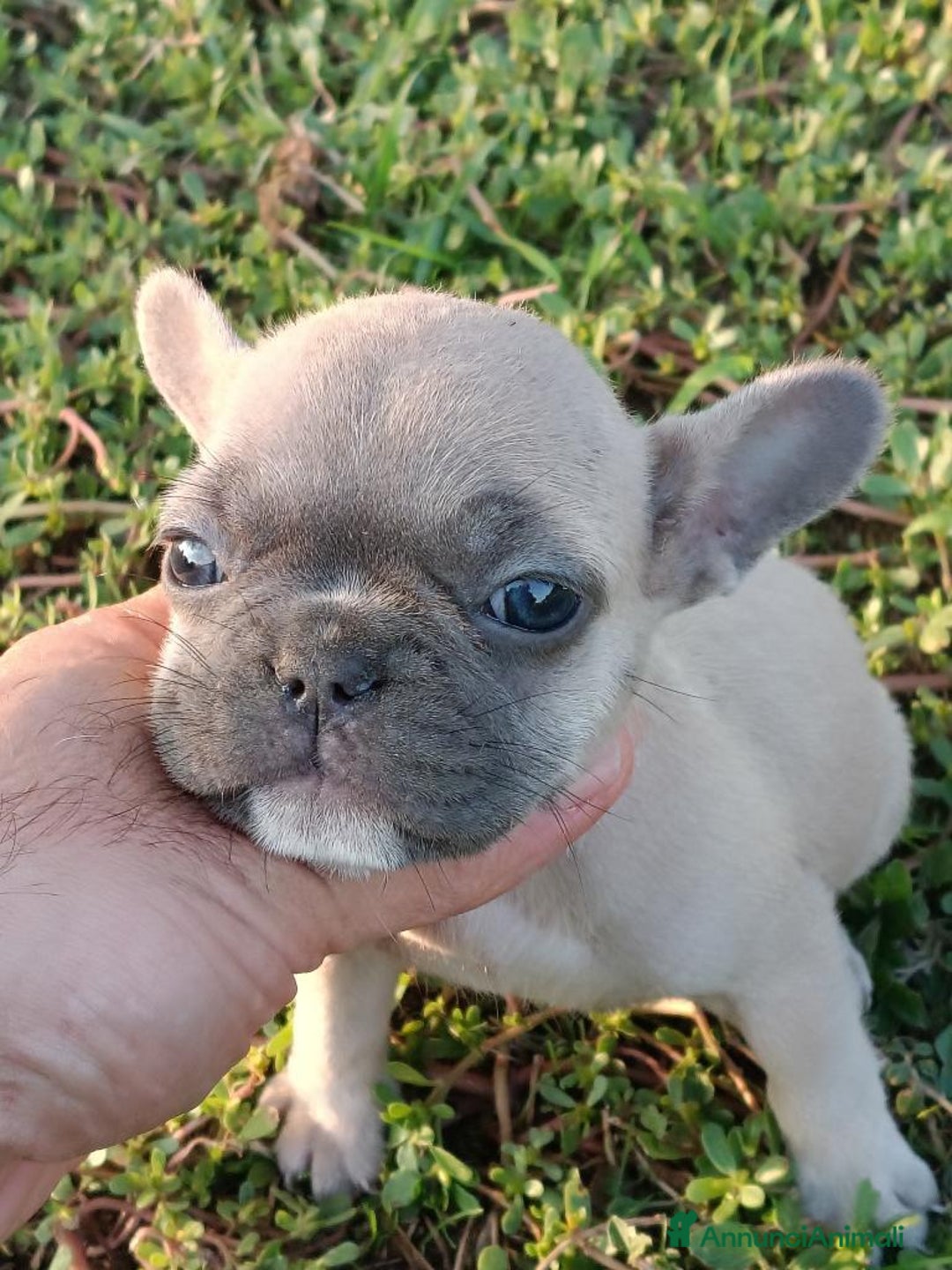 Bulldog Francese cani in vendita: Bulldog francese esotico  - Annuncio 5