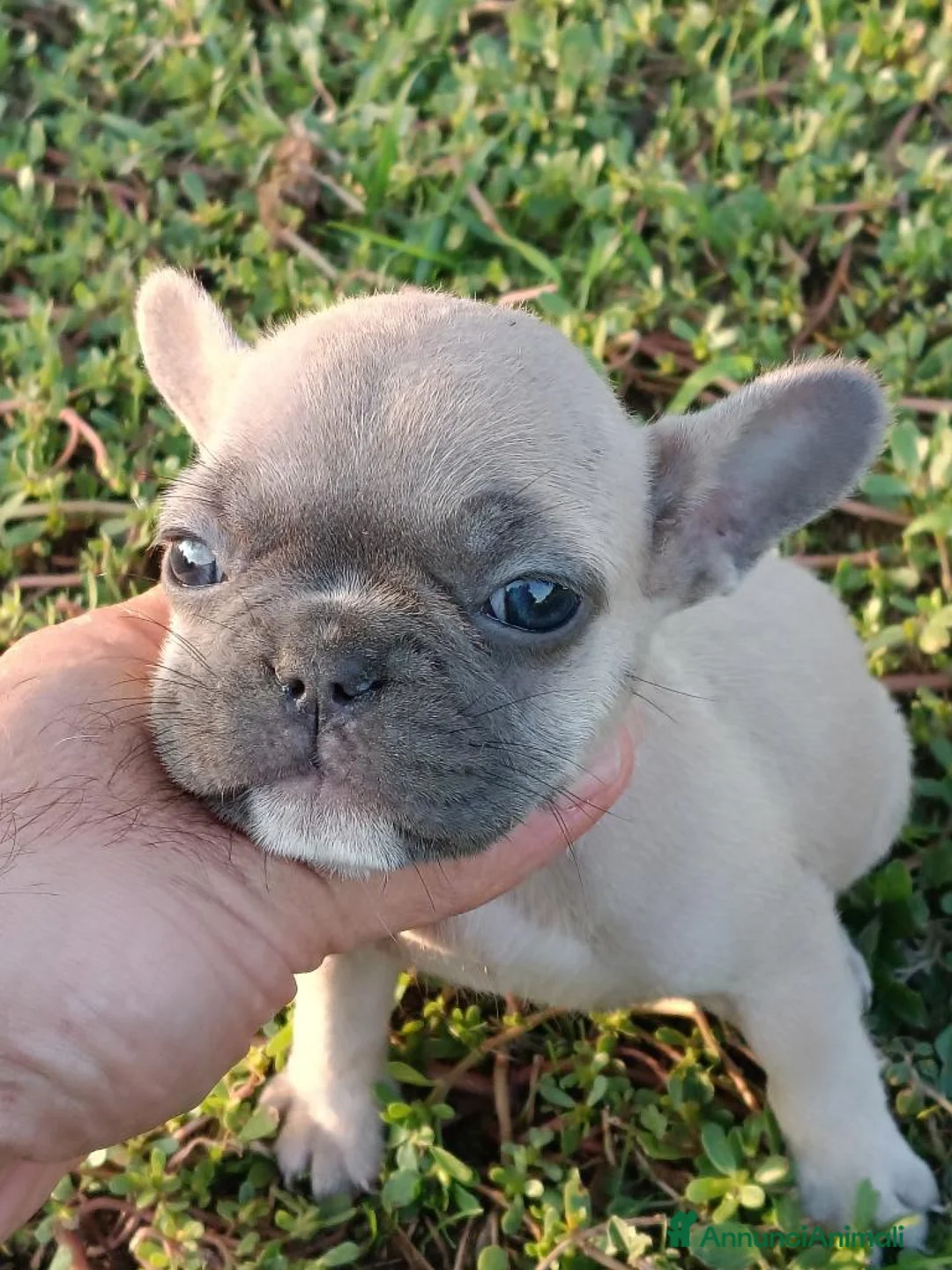 Bulldog Francese cani in vendita: Bulldog francese esotico  - Annuncio 5