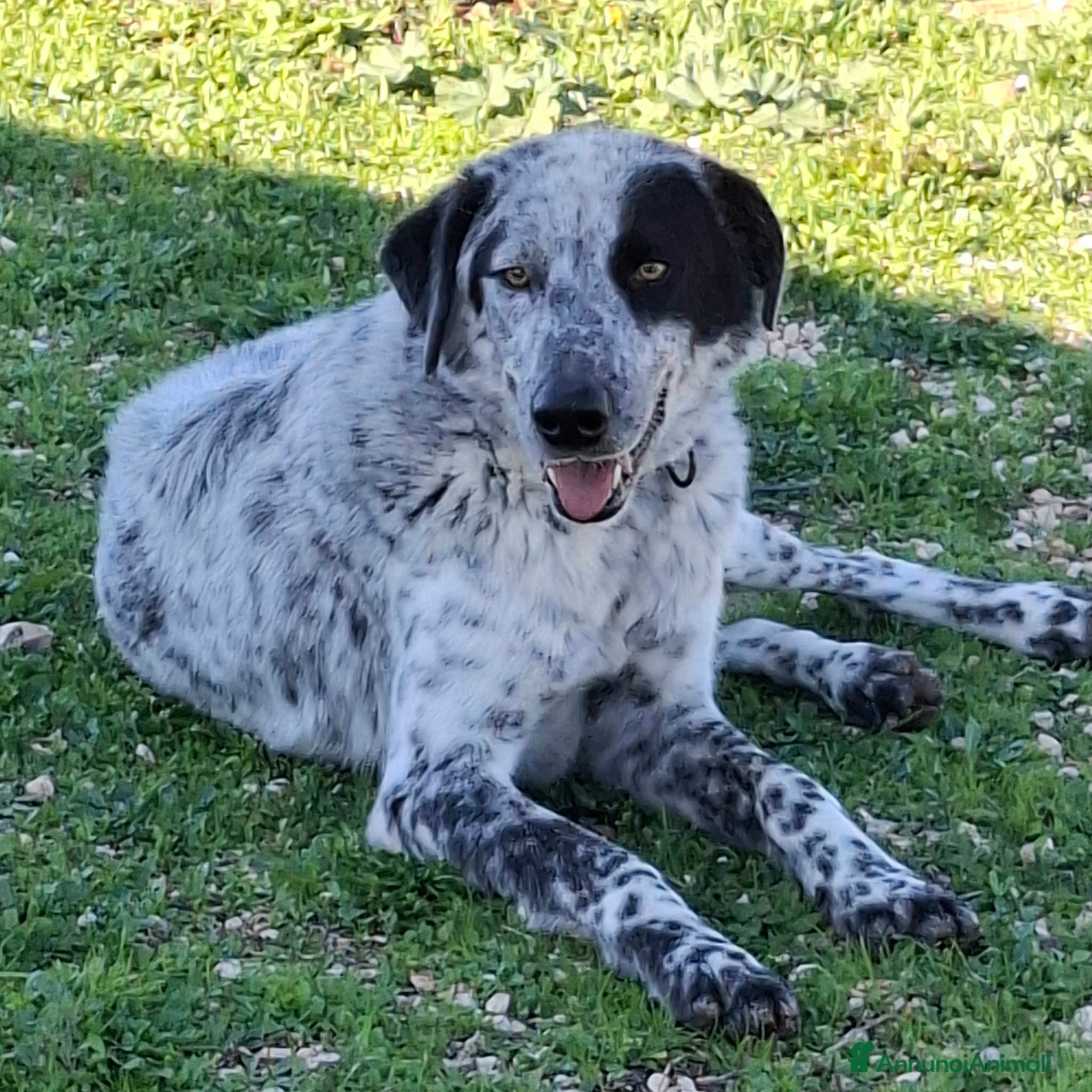 Meticcio cani Super Furia - Annuncio 2