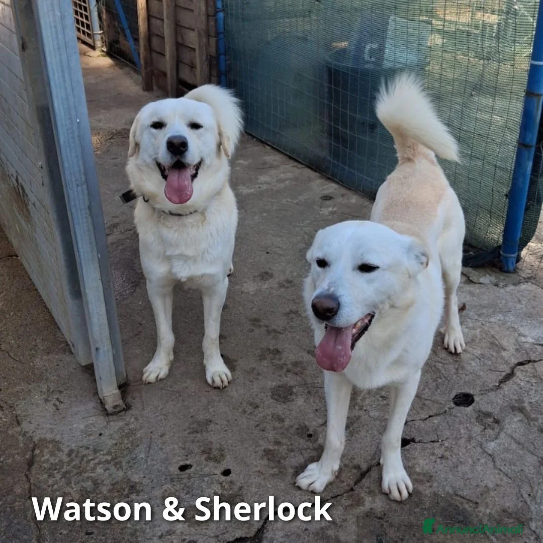 Meticcio cani in regalo: SHERLOCK 💙 - una nuvola bianca di dolcezza   - Annuncio 3