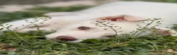 Meticcio cani in regalo: Falena cerca casa - Annuncio 5