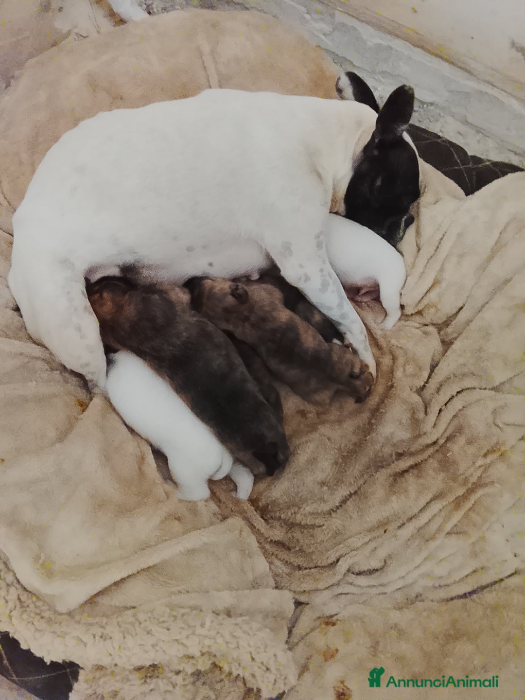 Meticcio cani in vendita: 7 cuccioli incrocio fra Bulldog francese e meticci - Annuncio 11