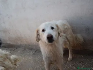 Altre razze cani WENDY CAGNOLINA DI 8 ANNI BUONISSIMA a Città metropolitana di Roma Capitale - Annuncio 9