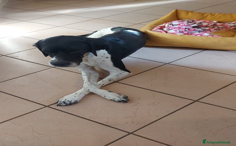 Pointer cani - Annuncio 6