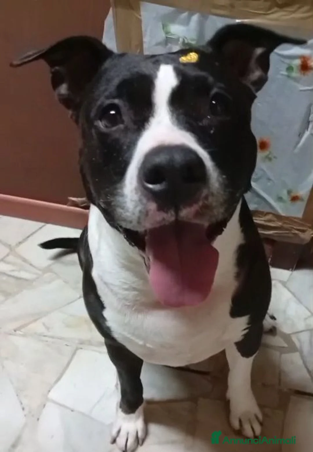 American Staffordshire cani in regalo: UN AIUTO PER BELLA, MERAVIGLIOSA CREATURA CERCA TE - Annuncio 2