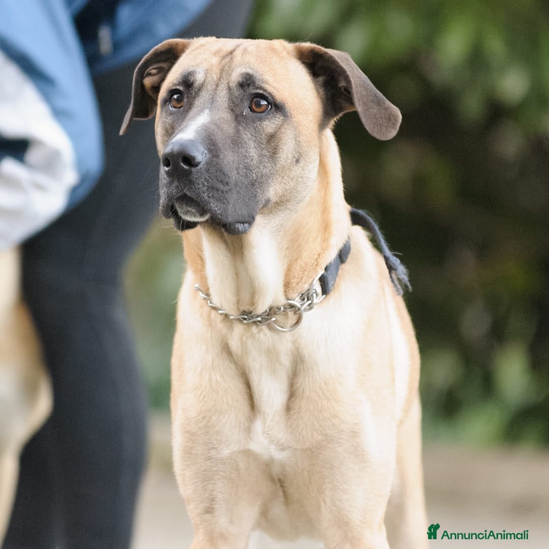 Altre razze cani argo  - Annuncio 10