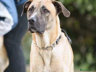 Altre razze cani argo - Annuncio 10