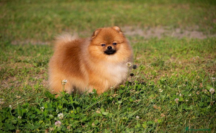 Volpino Pomerania cani a Provincia di Sondrio - Annuncio 6