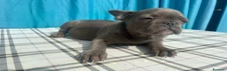 Bulldog Francese cani in vendita: Cuccioli di bulldog francese BLUE - Annuncio 20