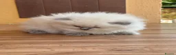 Scottish gatti in vendita: Bellissimi gattini scottish fold disponibili  - Annuncio 12