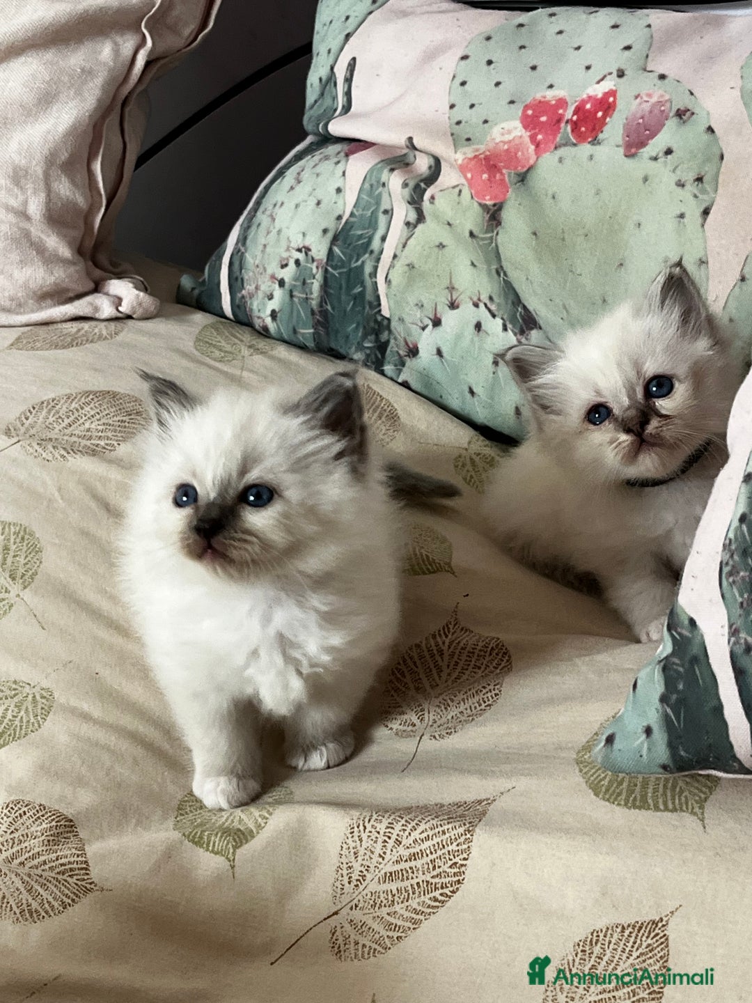 Sacro di Birmania gatti in vendita: Dolcissimi cuccioli Sacro di Birmania  - Annuncio 9