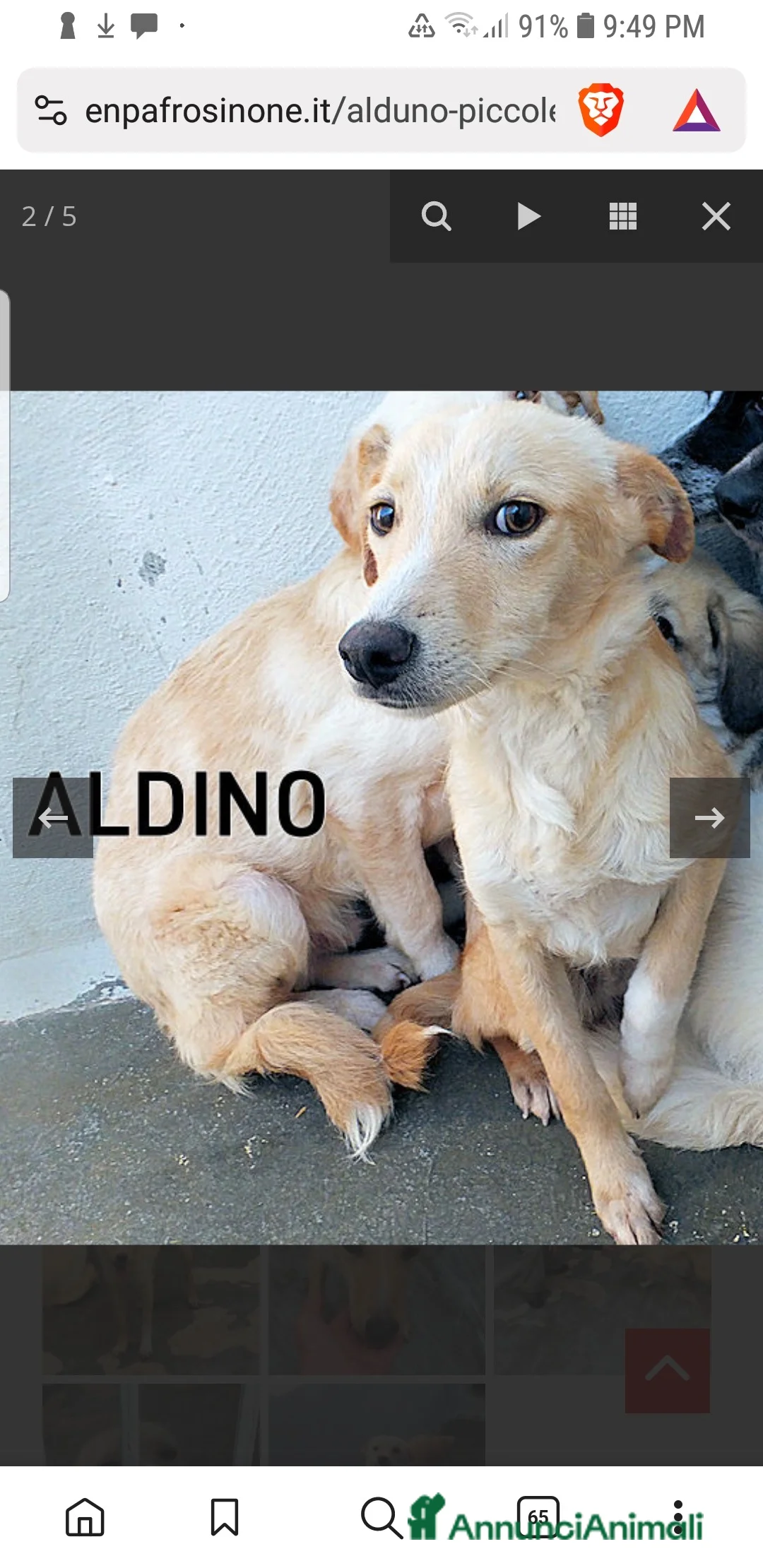 Meticcio cani in regalo: ADOZ.DEL CUORE: abbandonato a 3m,sempre in canile! - Annuncio 1