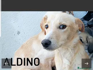 Meticcio cani ADOZ.DEL CUORE: abbandonato a 3m,sempre in canile! - Annuncio 31