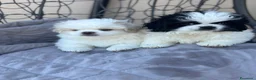 Pechinese cani in vendita: Cuccioli pechinese 2 femmine - Annuncio 3