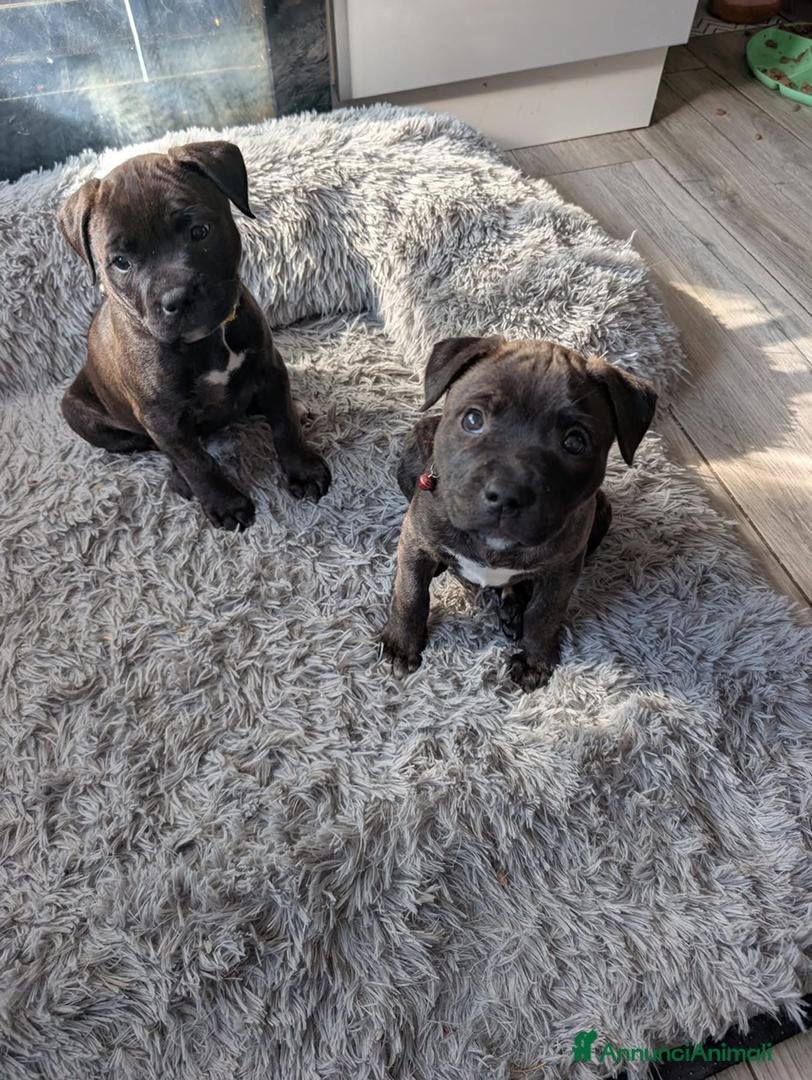 Pitbull cani American Pitbull Terrier con pedigree - Annuncio 8