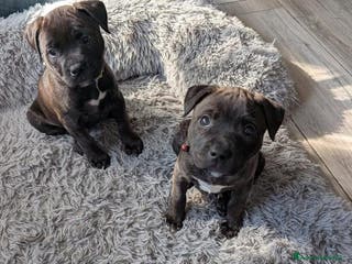 Pitbull cani American Pitbull Terrier con pedigree - Annuncio 8