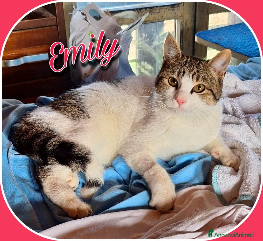 Europeo gatti in regalo: Emily, dolce come zucchero filato  a Città metropolitana di Milano - Annuncio 3