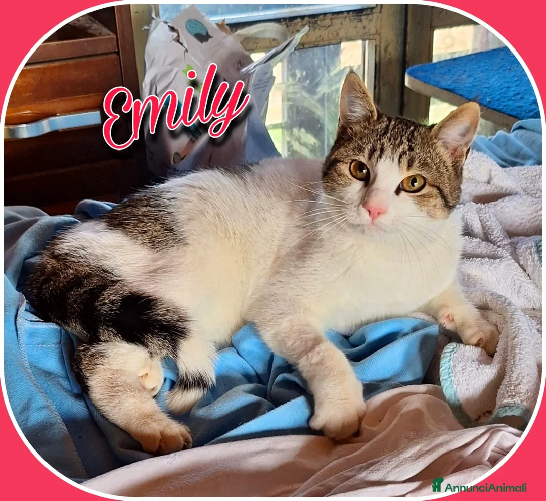 Europeo gatti in regalo: Emily, dolce come zucchero filato  a Città metropolitana di Milano - Annuncio 3