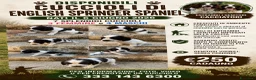 Springer Spaniel Inglese cani in vendita: Cuccioli di English Springer Spaniel  a Provincia di Salerno - Annuncio 1
