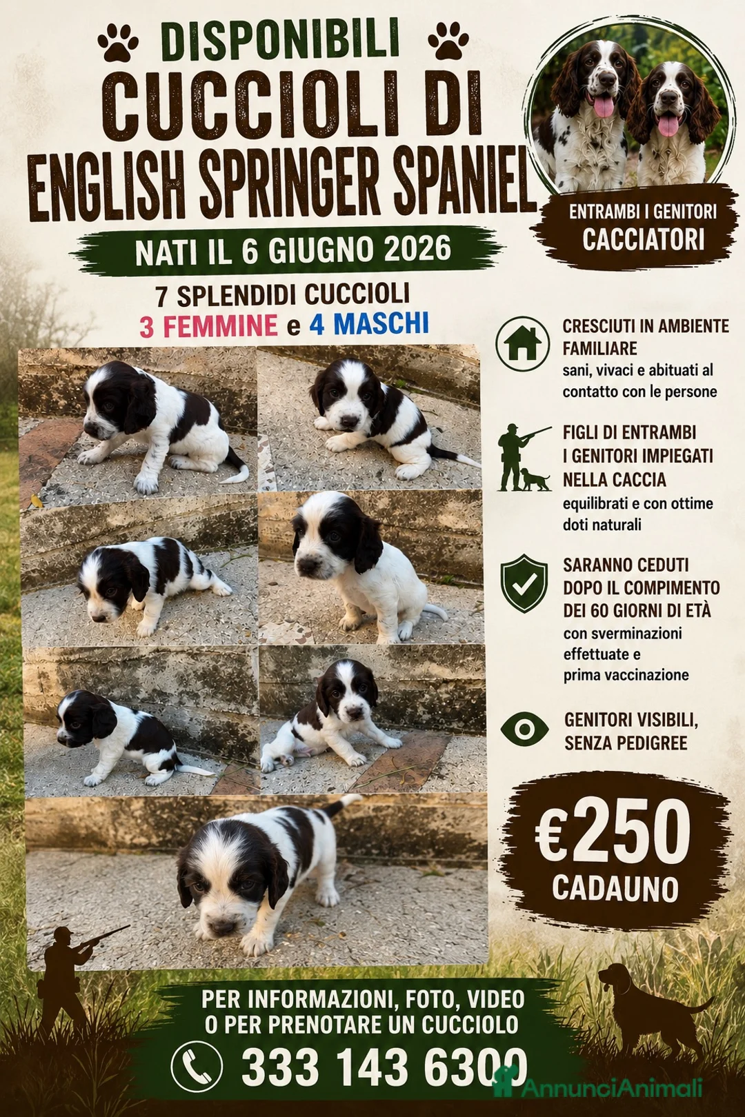 Springer Spaniel Inglese cani in vendita: Cuccioli di English Springer Spaniel  a Provincia di Salerno - Annuncio 1
