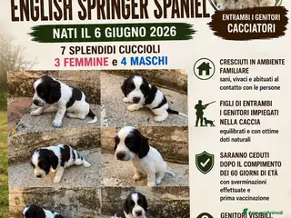 Springer Spaniel Inglese cani Cuccioli di English Springer Spaniel - Annuncio 2
