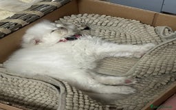 Scottish gatti in vendita: scottish longhair in vendita a Città Metropolitana di Firenze - Immagine 5