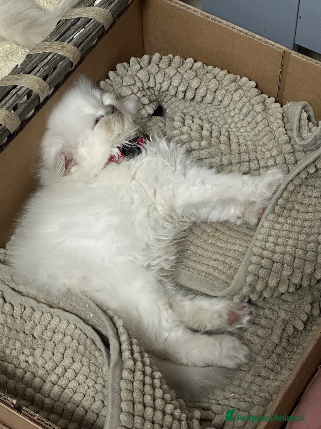 Scottish gatti in vendita: scottish longhair in vendita a Città Metropolitana di Firenze - Immagine 5