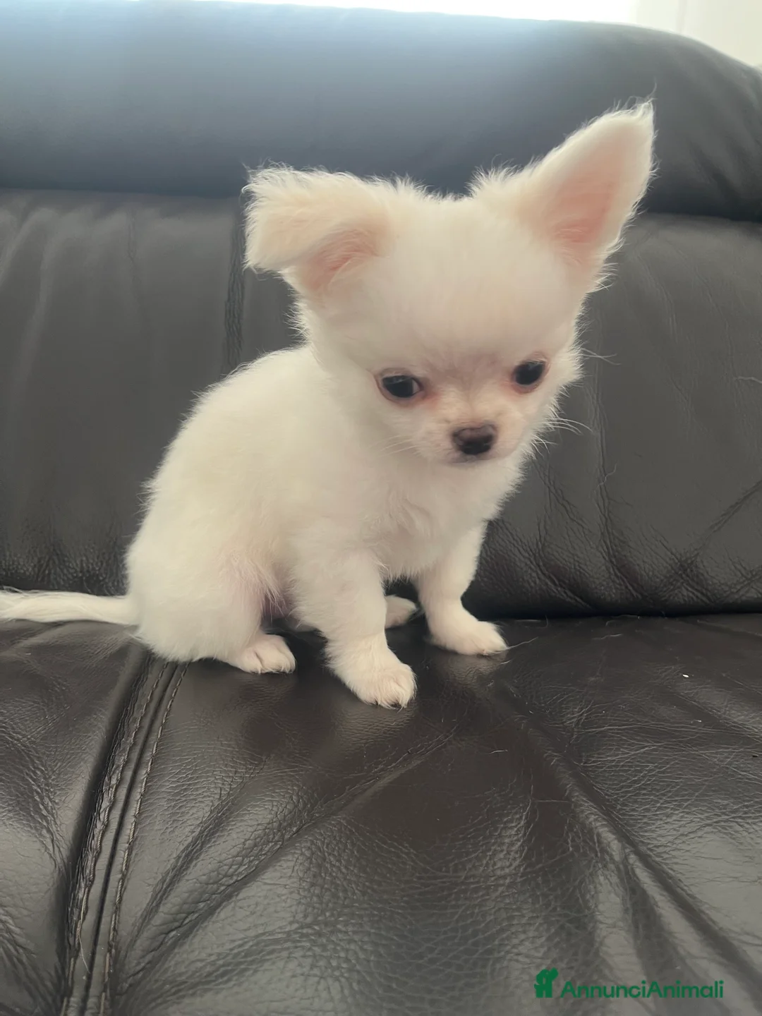 Chihuahua cani in vendita: Chihuahua con pedigree  - Annuncio 11