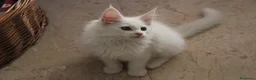 Maine Coon gatti in vendita: Maine Coon femmina  - Annuncio 6