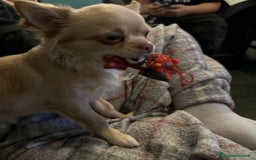 Chihuahua cani in vendita: Chihuahua maschio pelo lungo a Provincia di Gorizia - Immagine 3