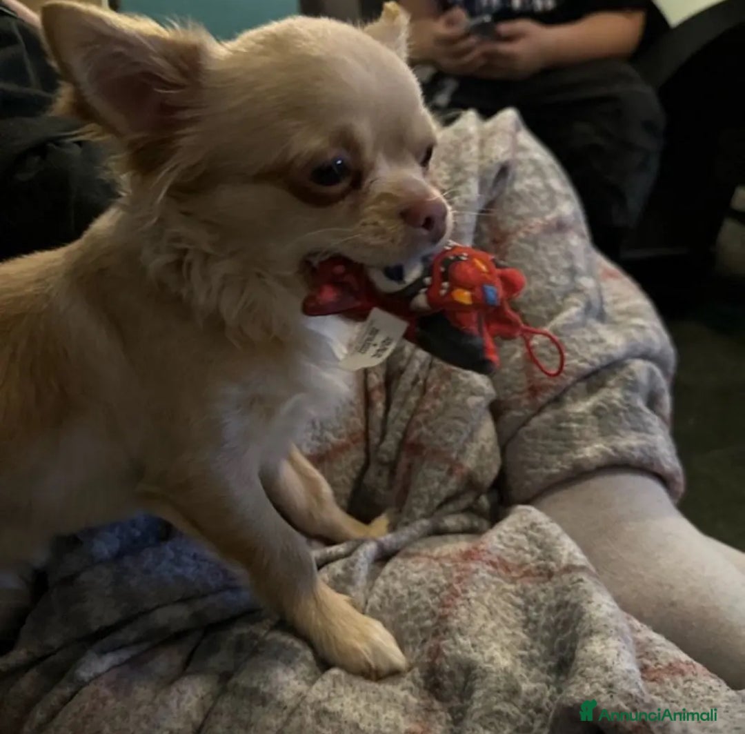 Chihuahua cani in vendita: Chihuahua maschio pelo lungo a Provincia di Gorizia - Immagine 3
