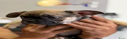 Bulldog Francese cani in vendita: Bulldog francese femmina a Provincia di Brindisi - Annuncio 1